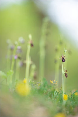 Ophrys x royanensis (=drumana x insectifera), Frankreich, Dep. Isere