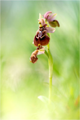 Ophrys ×heraultii - Ophrys speculum × Ophrys neglecta