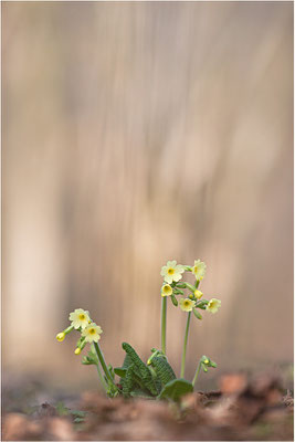 Hohe Schlüsselblume (Primula elatior), Deutschland, Baden-Württemberg