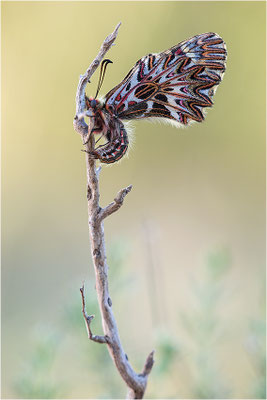 Südlicher Osterluzeifalter (Zerynthia polyxena), Männchen, Frankreich, Ardèche