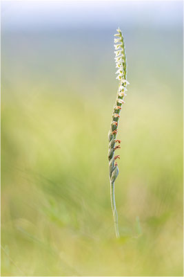 Herbst-Drehwurz (Spiranthes spiralis), Frankreich, Alsace