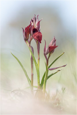 Herzförmiger Zungenstendel (Serapias cordigera), Frankreich, Var