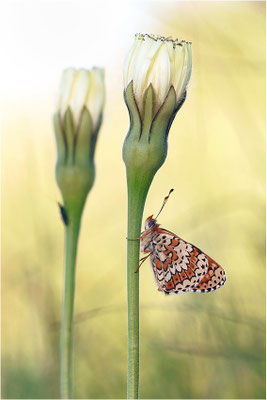 Westlicher Scheckenfalter (Melitaea parthenoides), Frankreich, Ardèche
