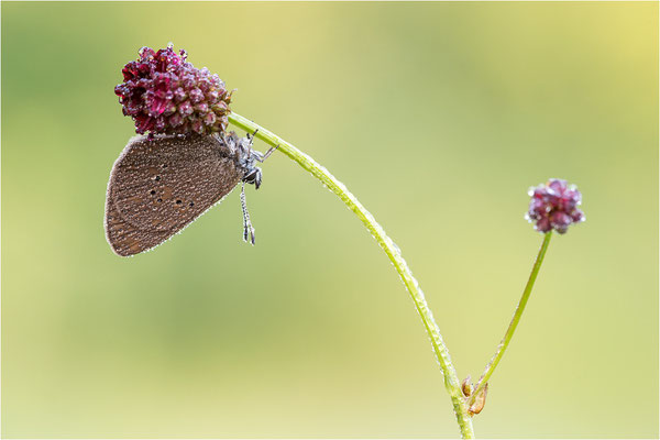 Dunkler Wiesenknopf-Ameisenbläuling (Phengaris nausithous), Deutschland, Baden-Württemberg