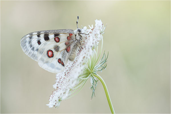 Roter Apollo (Parnassius apollo lithographicus), Deutschland, Oberbayern