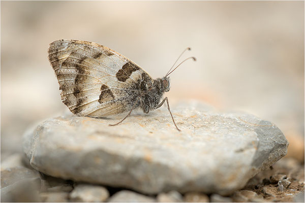 Berghexe (Chazara briseis), Männchen, Frankreich, Dep. Drôme