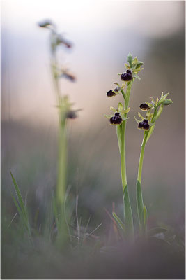 Ophrys passionis, Bouches-du-Rhône