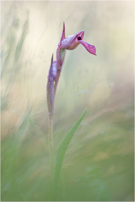 Einschwieliger Zungenstendel (Serapias lingua), Korsika