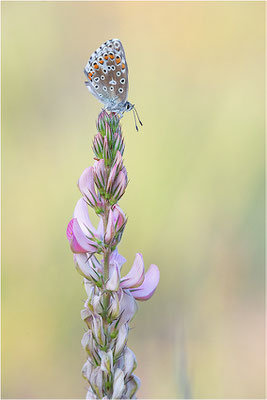 Himmelblauer Bläuling (Polyommatus bellargus), Deutschland, Baden-Württemberg