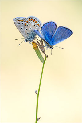Hauhechel-Bläuling (Polyommatus icarus), Männchen, Spanien, Pyrenäen, Prov. Lleida
