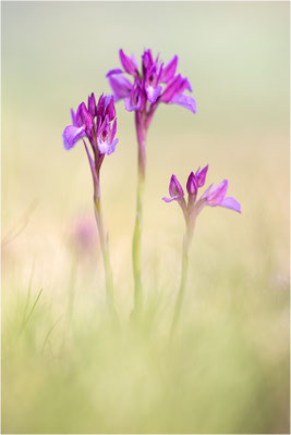 Großblütige Schmetterlings-Hundswurz (Anacamptis papilionacea expansa), Dep. Aveyron, Frankreich