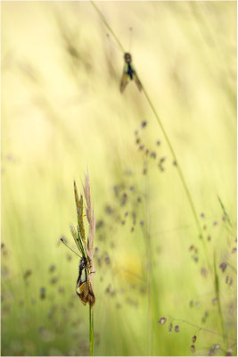Libellen-Schmetterlingshaft (Libelloides coccajus), Schweiz, Wallis
