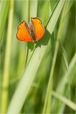 Großer Feuerfalter (Lycaena dispar), Männchen, Deutschland, Baden-Württemberg