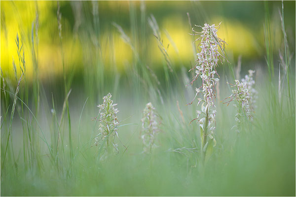 Bocks-Riemenzunge (Himantoglossum hircinum), Deutschland, Baden-Württemberg