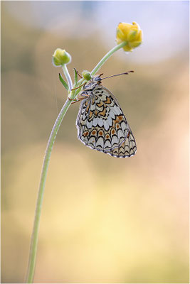 Flockenblumen-Scheckenfalter (Melitaea phoebe), Italien, Region Aostatal, 1600m