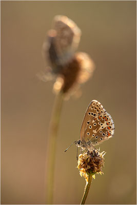Himmelblauer Bläuling (Polyommatus bellargus), Deutschland, Baden-Württemberg