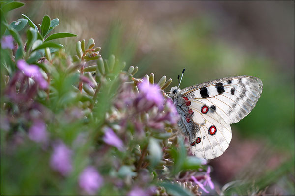 Roter Apollo (Parnassius apollo valesiacus), Schweiz, Kanton Wallis