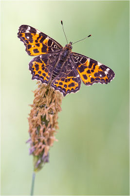 Landkärtchen (Araschnia levana), Frühjahrsform, Deutschland, Baden-Württemberg