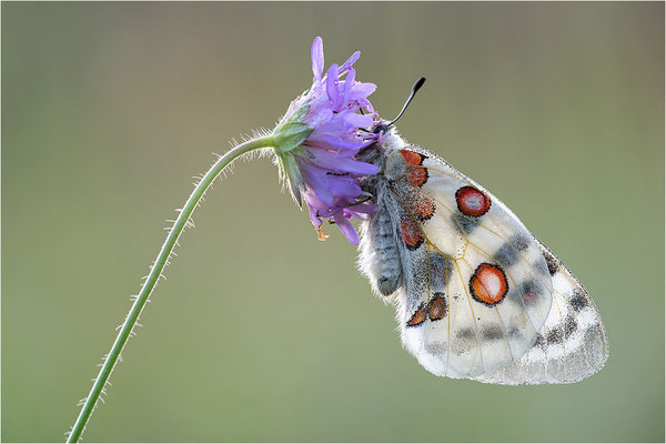 Roter Apollo (Parnassius apollo lithographicus), Deutschland, Oberbayern