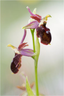 Moris Ragwurz (Ophrys morisii)