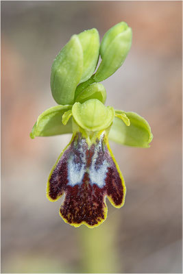 Ophrys bilunulata