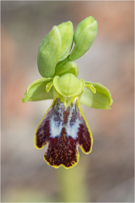 Ophrys bilunulata