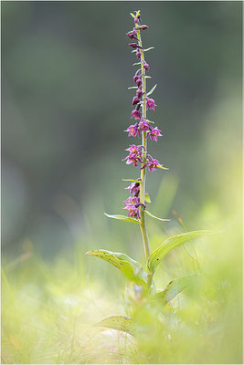 Rotbraune Stendelwurz (Epipactis atrorubens), Norwegen, Telemark