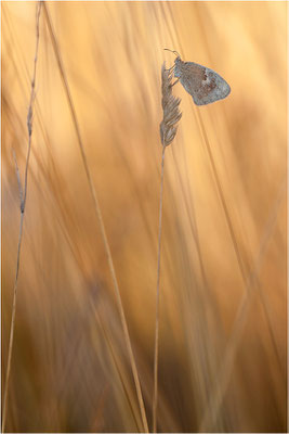 Kleines Wiesenvögelchen (Coenonympha pamphilus), Deutschland, Baden-Württemberg