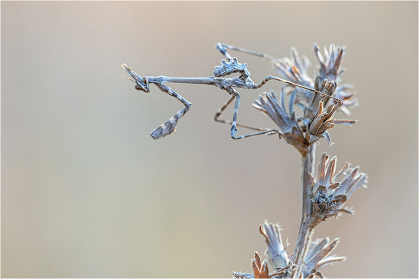 Hauben-Fangschrecke (Empusa pennata), Larve, Frankreich, Ardéche