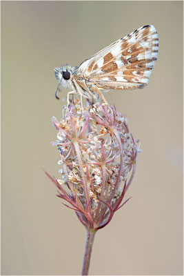 Spätsommer Würfel-Dickkopffalter (Pyrgus cirsii), Frankreich, Ardèche