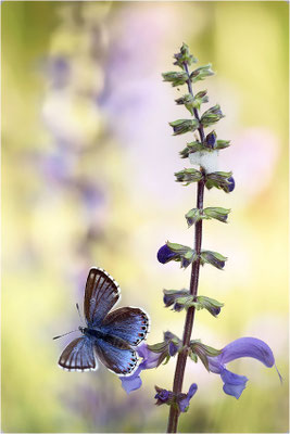 Himmelblauer Bläuling (Polyommatus bellargus f. cerones), Weibchen, Deutschland, Baden-Württemberg