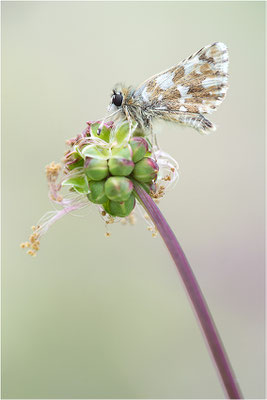Roter Würfel-Dickkopffalter (Spialia sertorius), Frankreich, Drôme