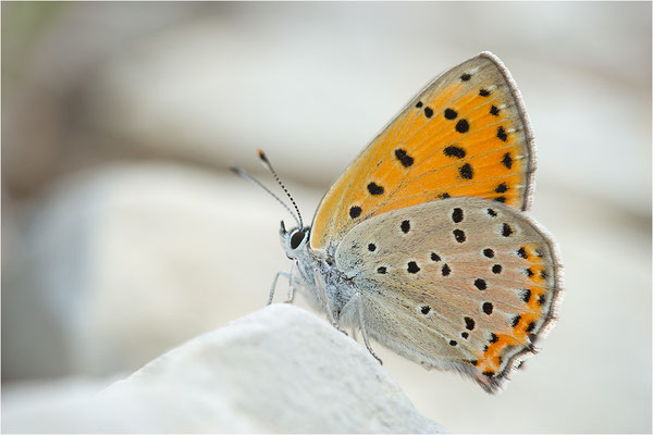 Violetter Feuerfalter (Lycaena alciphron gordius), Weibchen, Frankreich, Haute Alps, 1300m