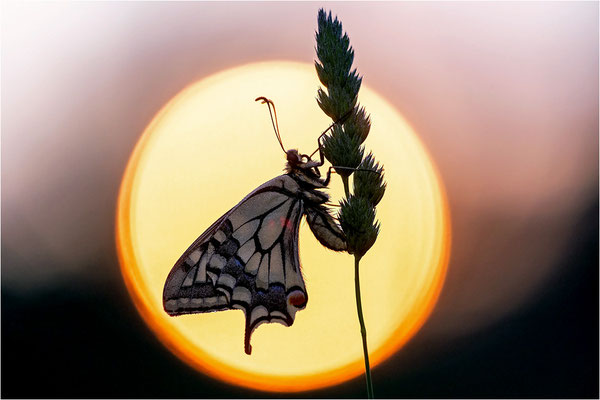 Schwalbenschwanz (Papilio machaon), Deutschland, Baden-Württemberg