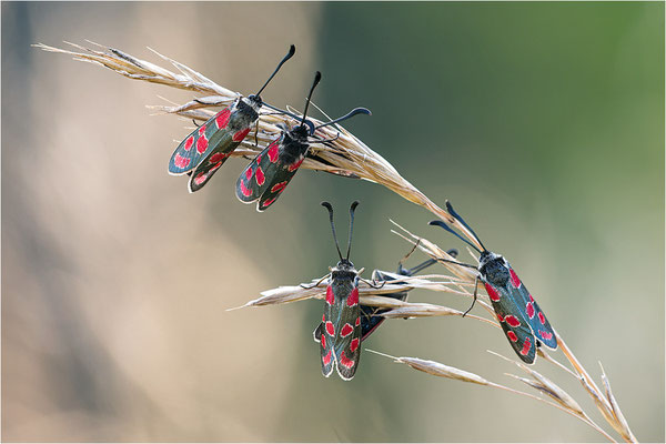 Esparsetten-Widderchen (Zygaena carniolica), Schlafgemeinschaft, Bayern