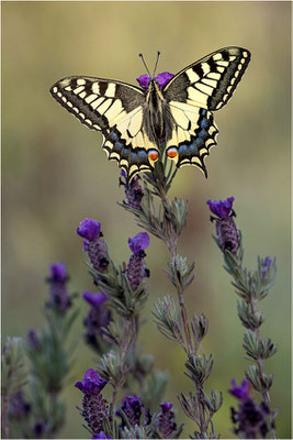 Schwalbenschwanz (Papilio machaon), Frankreich, Dep. Var