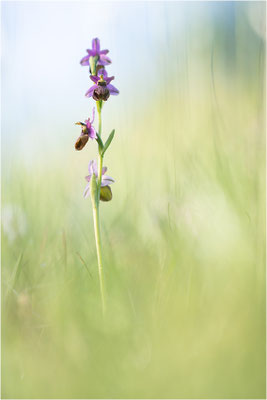 Ophrys aveyronensis