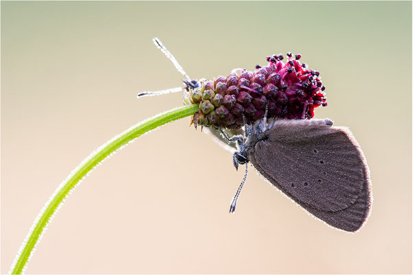 Dunkler Wiesenknopf-Ameisenbläuling (Phengaris nausithous), Deutschland, Baden-Württemberg