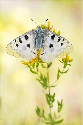 Roter Apollo (Parnassius apollo venaissimus), Frankreich, Dep. Vaucluse