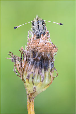 Komma-Dickkopffalter (Hesperia comma), Italien, Aosta