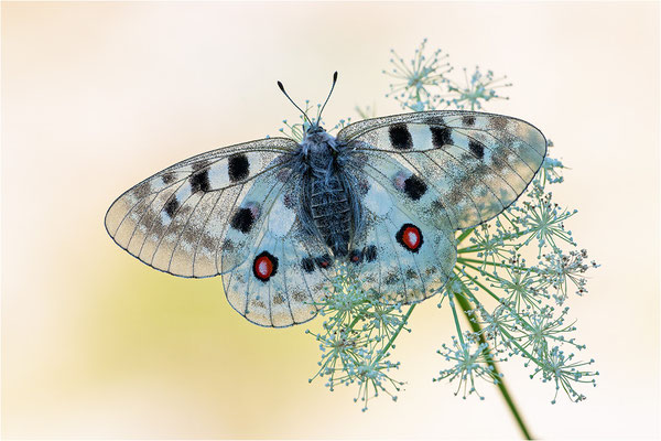 Roter Apollo (Parnassius apollo provincialis), Frankreich, Dep. Alpes-Maritimes