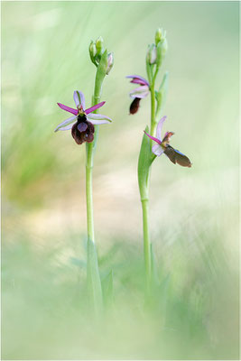 Drôme-Ragwurz (Ophrys drumana), Frankreich, Dep. Isere