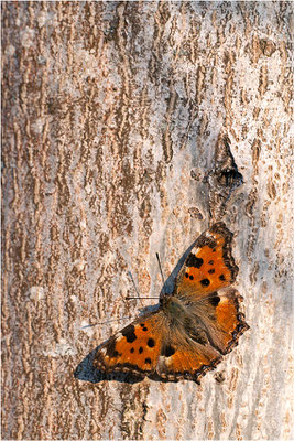 Großer Fuchs (Nymphalis polychloros), Deutschland, Baden-Württemberg