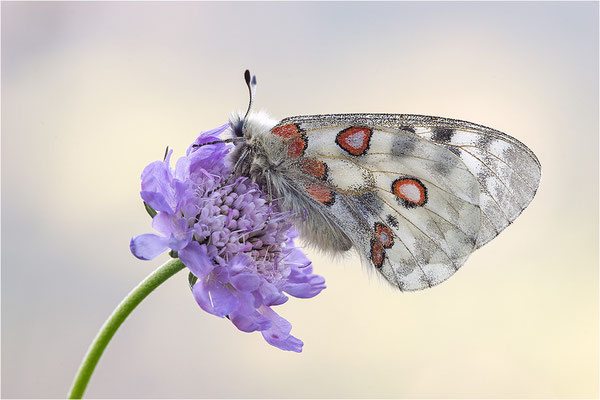Roter Apollo (Parnassius apollo calmensis), Schweiz, Kanton Fribourg