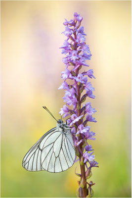 Baumweißling (Aporia crataegi), Schweiz, Wallis