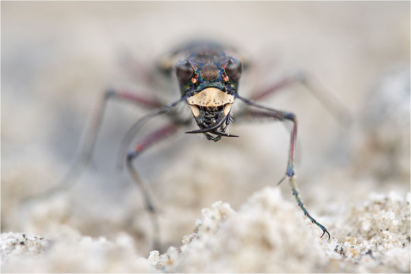 Dünen-Sandlaufkäfer (Cicindela transversalis pseudoriparia), Frankreich, Dep. Savoie