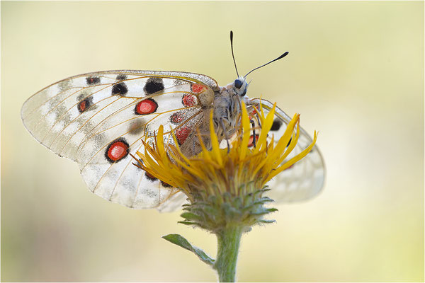 Roter Apollo (Parnassius apollo venaissimus), Frankreich, Dep. Vaucluse