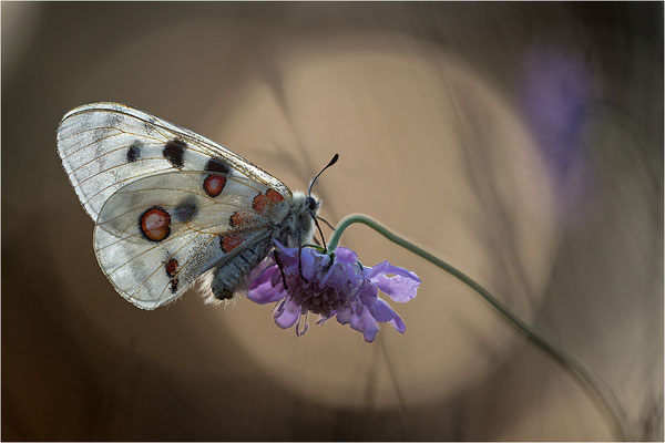 Roter Apollo (Parnassius apollo lithographicus), Deutschland, Oberbayern
