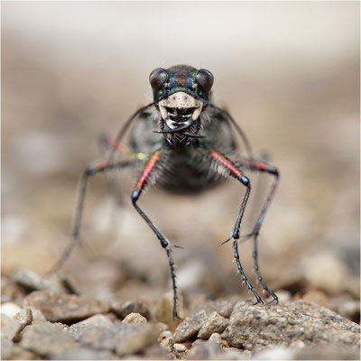 Dünen-Sandlaufkäfer (Cicindela transversalis transversalis), Schweiz, Gantrisch