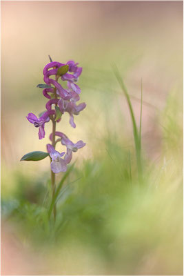 Hohler Lerchensporn (Corydalis cava), Deutschland, Baden-Württemberg